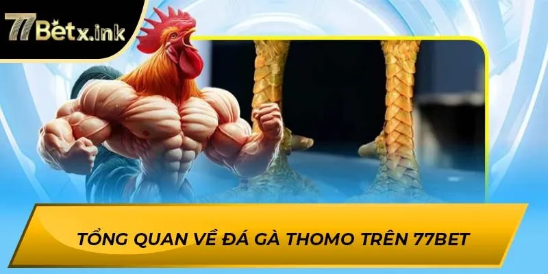 Tổng quan về Đá Gà Thomo trên 77BET